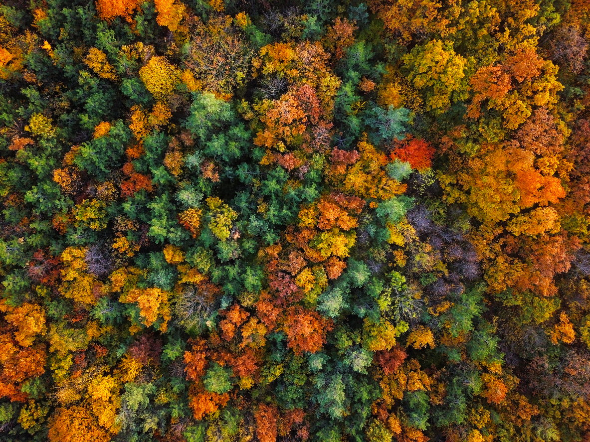 Flight over autumn forest.